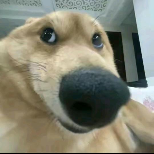 高玩