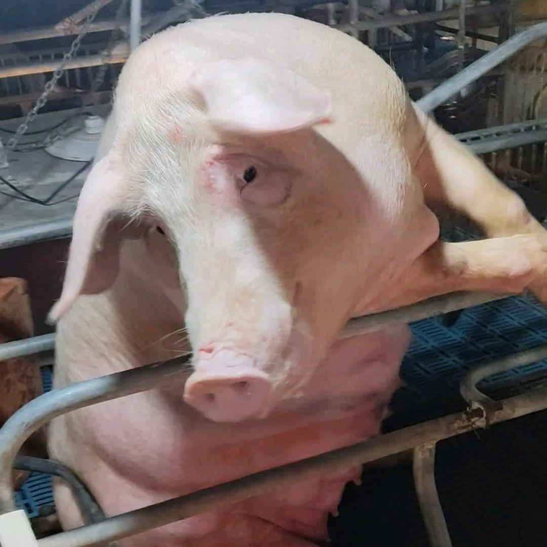 绵羊家的老狐狸