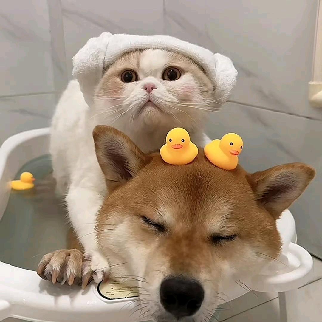 浅笑不语(๑¯◡¯๑)