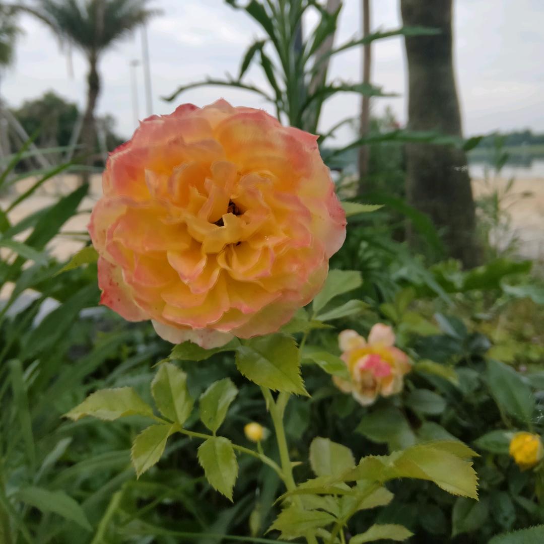 霸王花