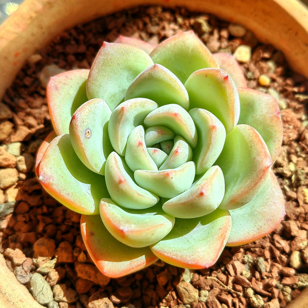 一个☆🍋☆呀