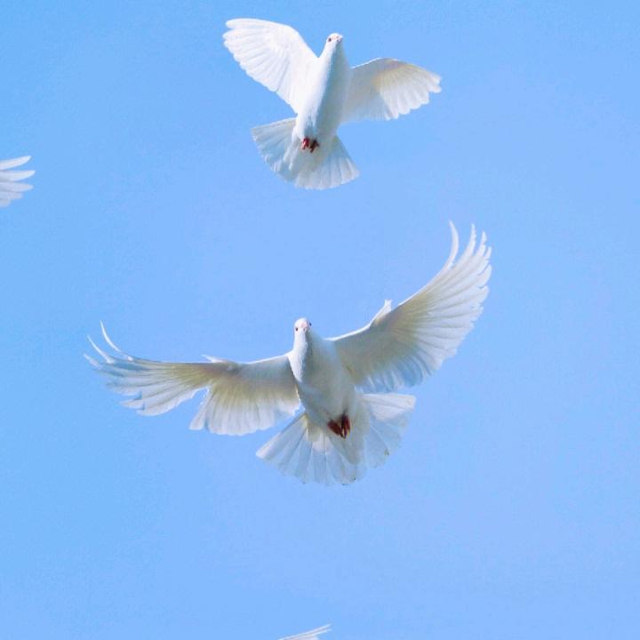 子非鹰⭐️⭐️