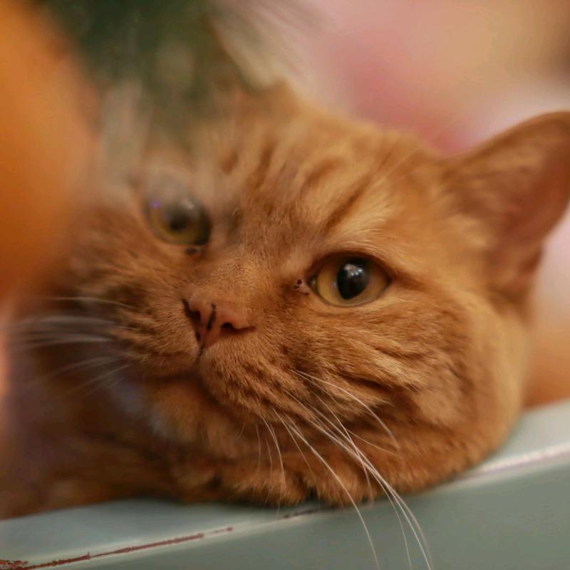 猫叔de摄影草稿