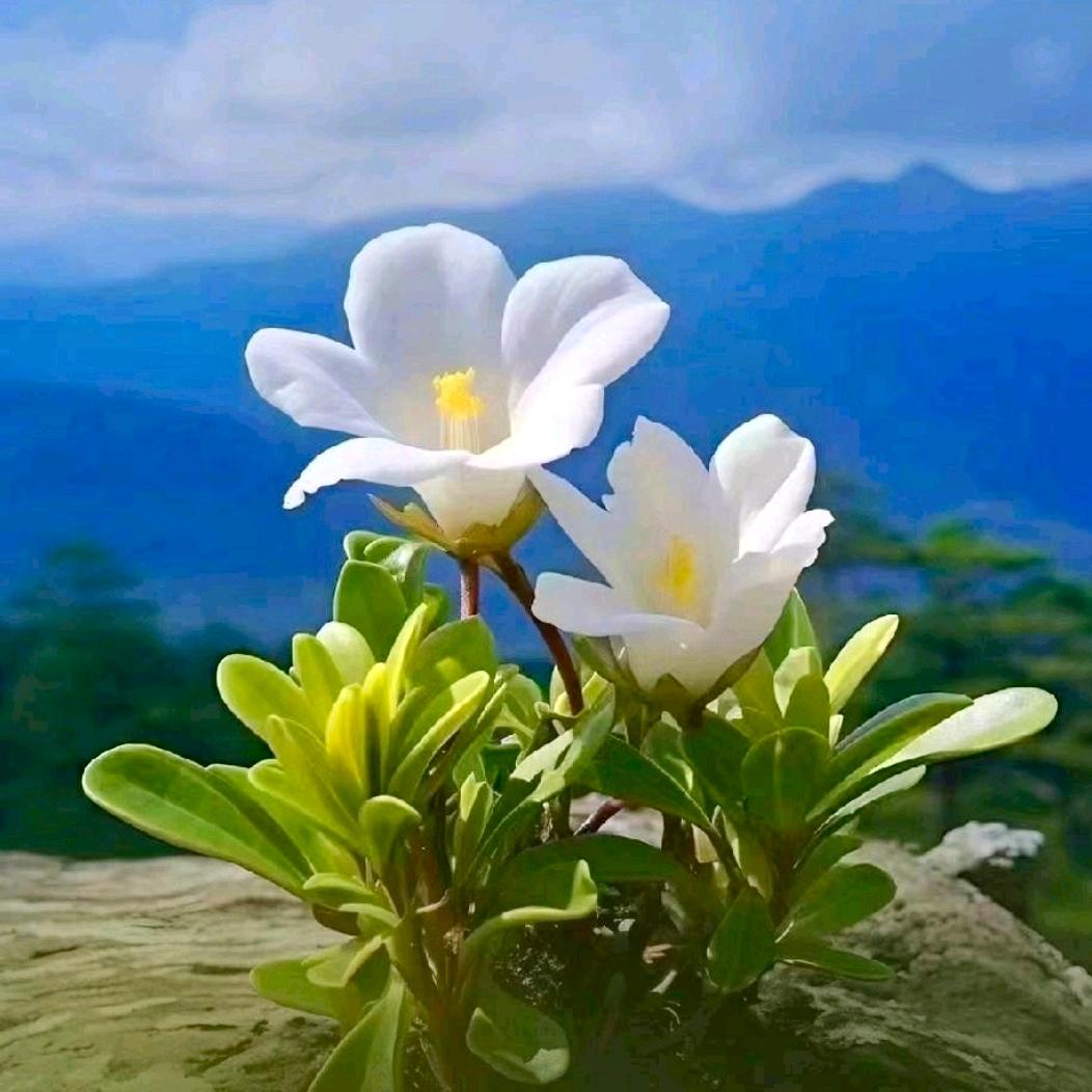 ꧁💞水金💞᭄᪲ᩚ꯭ᩚ꧂