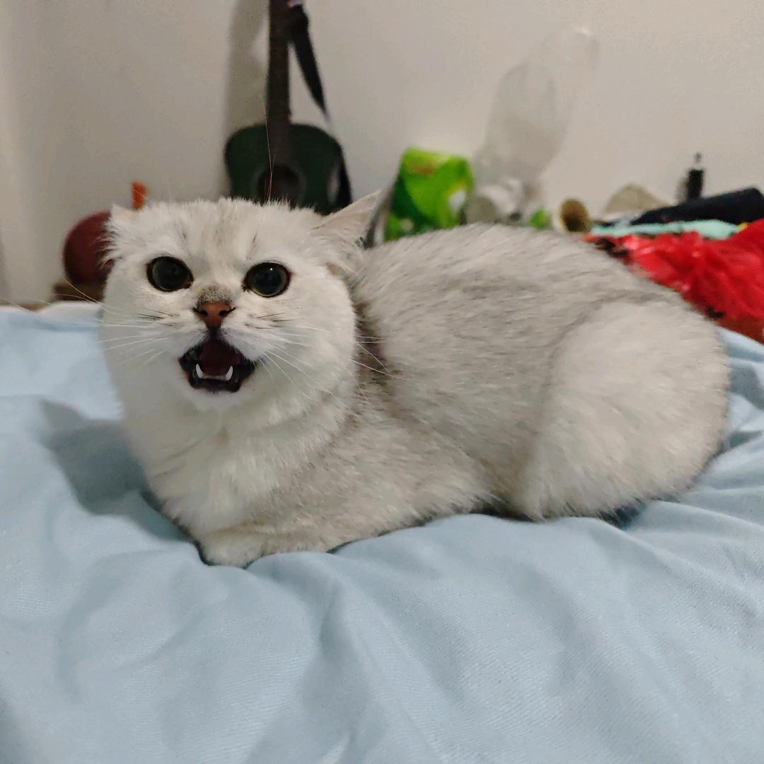 魏玲莹