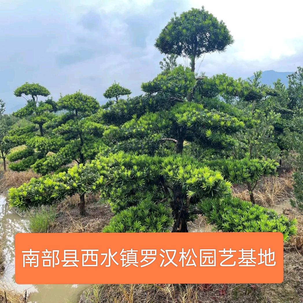西水盆景园艺(广东刀迷致敬刀郎)