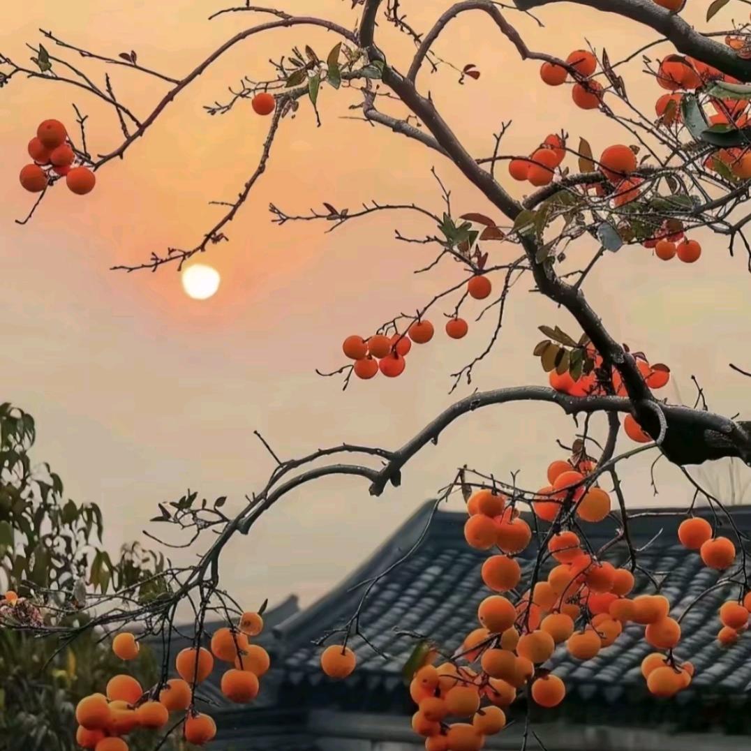 এ᭄岁月如歌ღ᭄