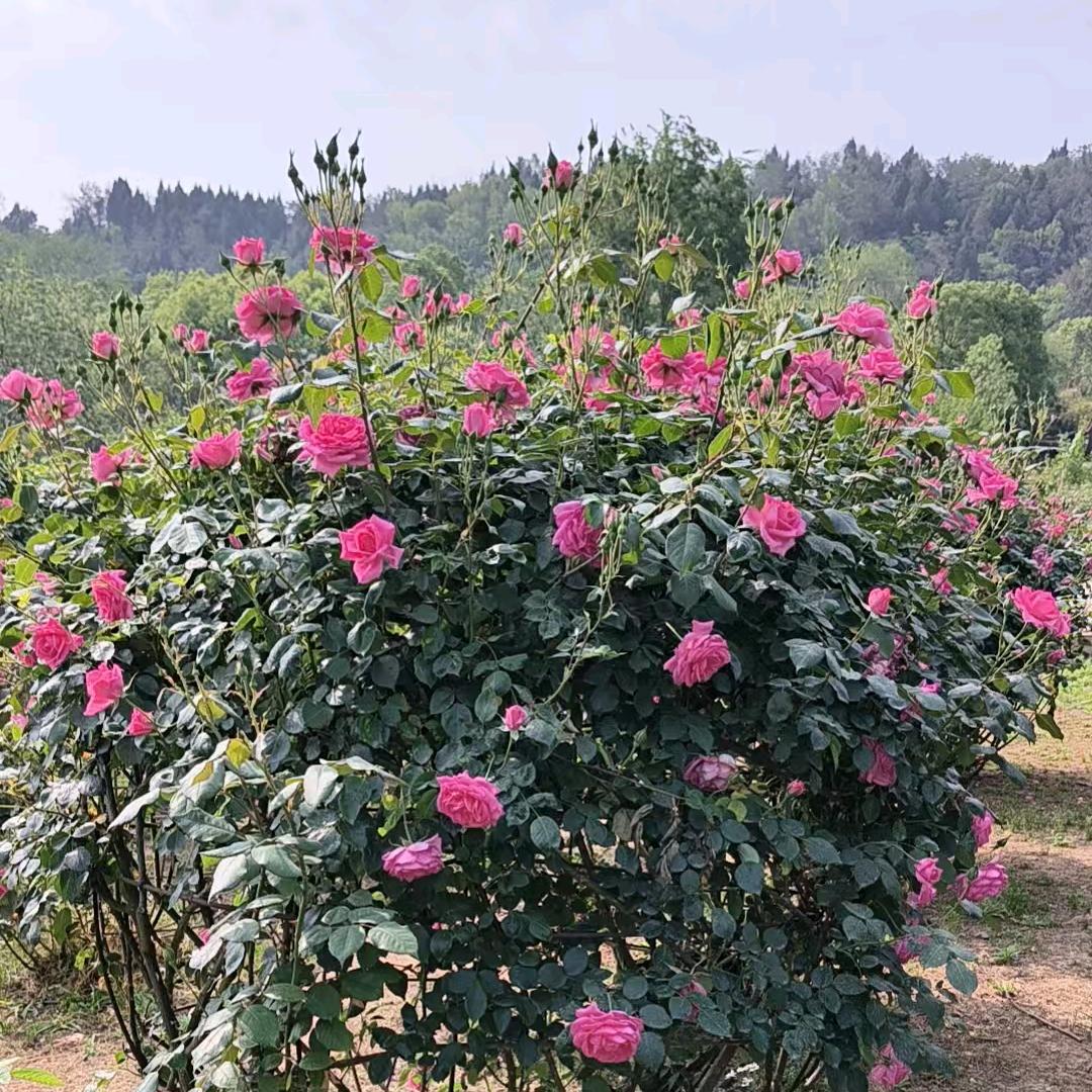 ღ᭄ꦿ💞洁懿@瑞°雪💞