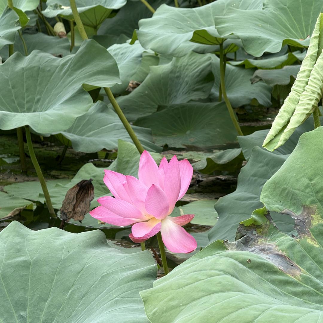小螺号迪迪吹