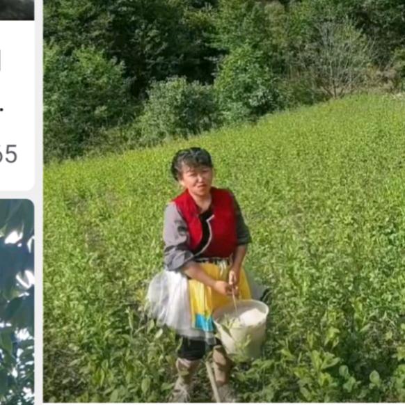 山妹子