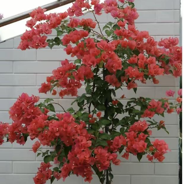 欣欣三角梅园艺