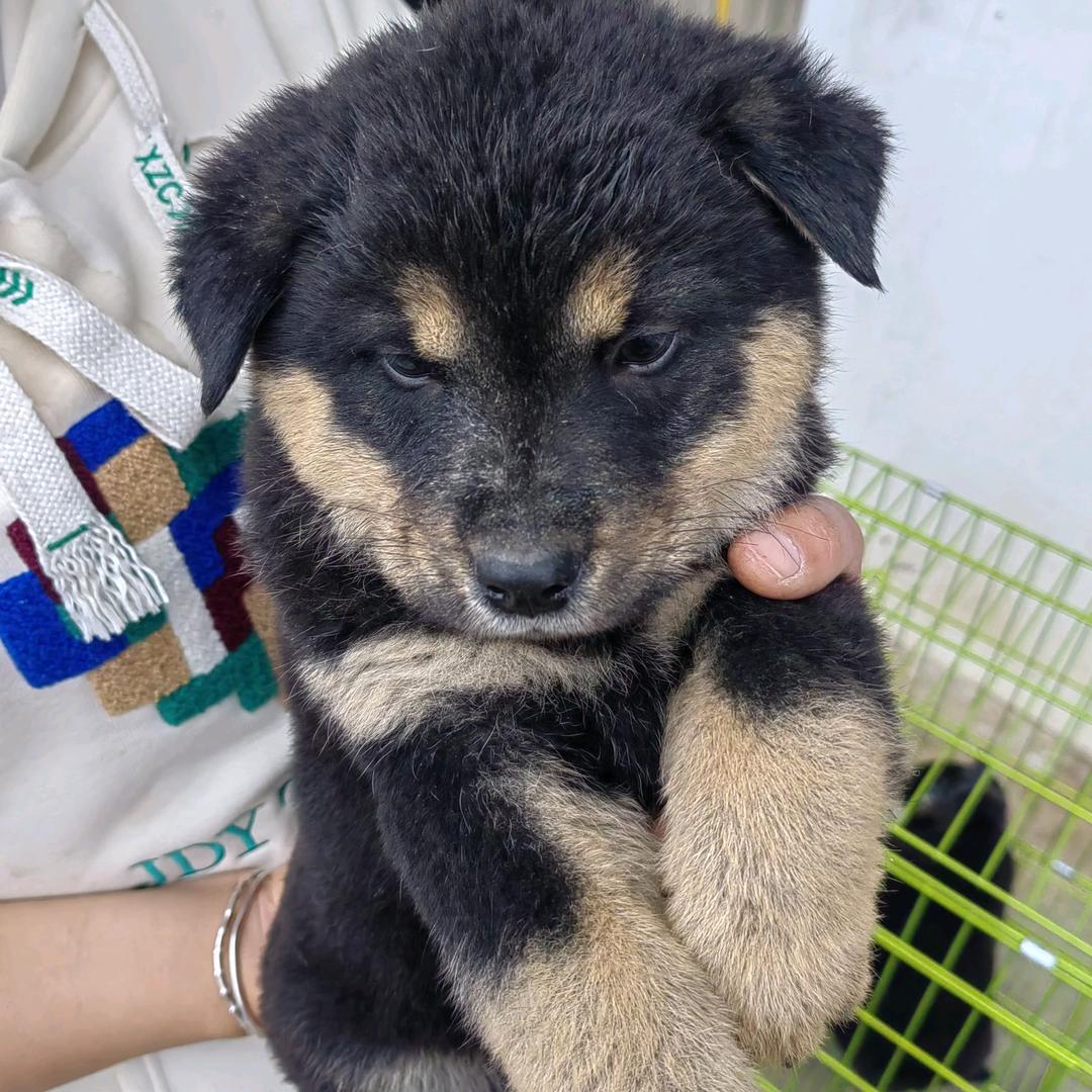 广西田犬小兰