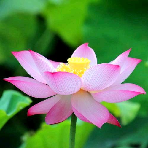 婵清莲（红豆特效）