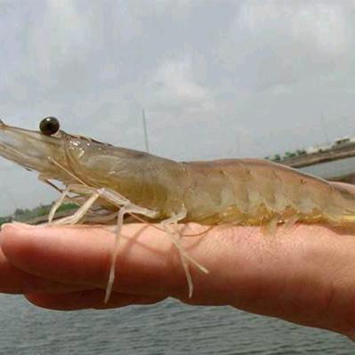 南北对虾，鲈鱼姐姐