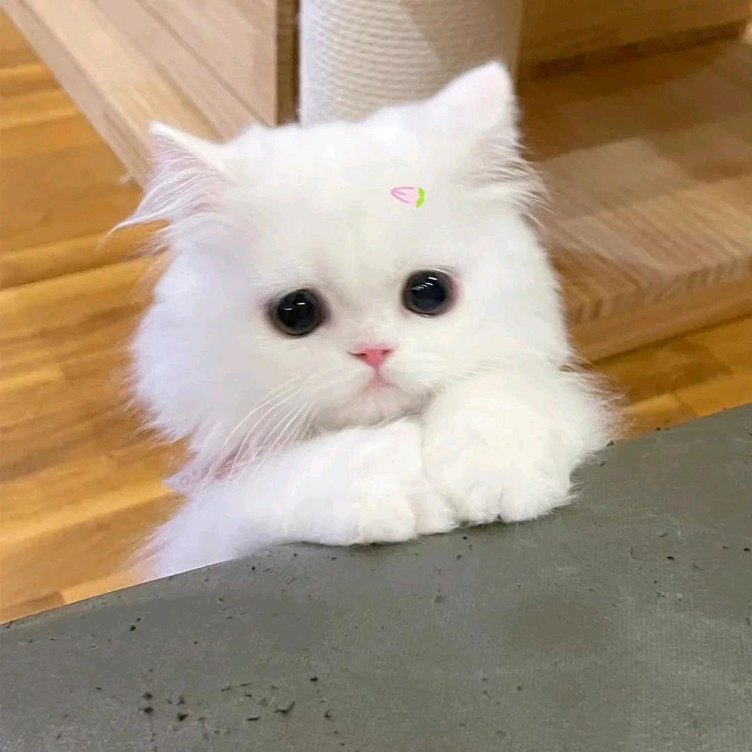 圆圆的