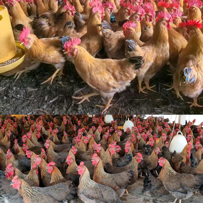 信宜妹清远鸡～生鸡批发