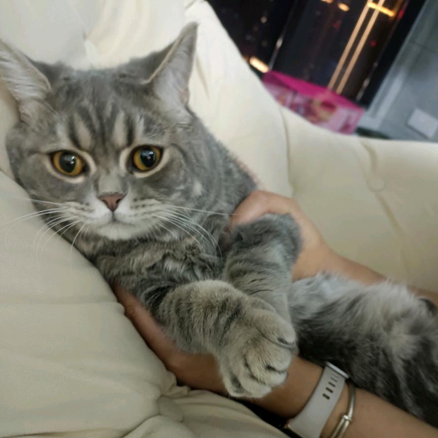 喵团宠物用品屋