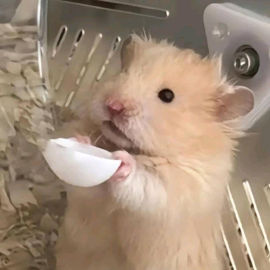 麻醉师🎱（自麻版）