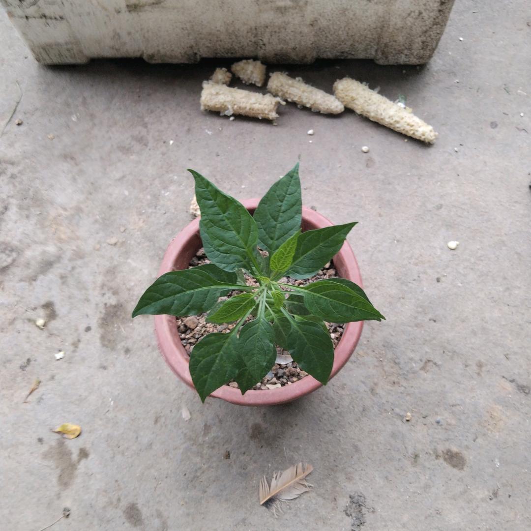 陶主持