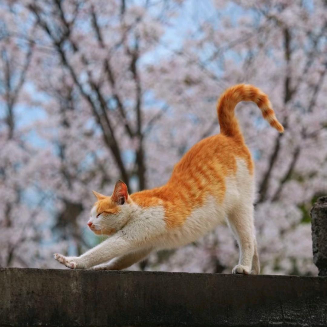 我嘞个壳壳