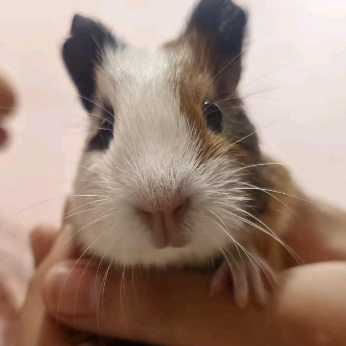 诺娜娜娜🌰