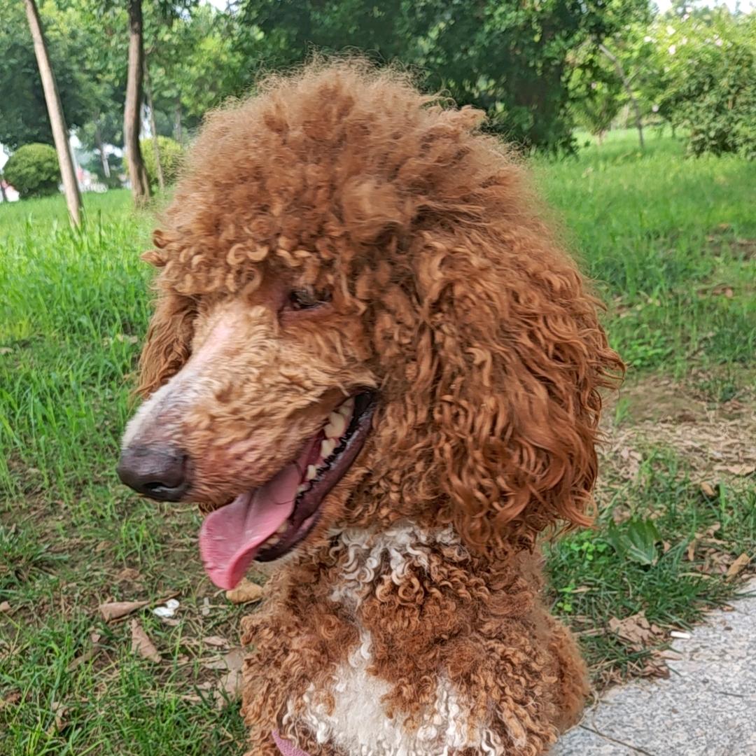 前途似锦