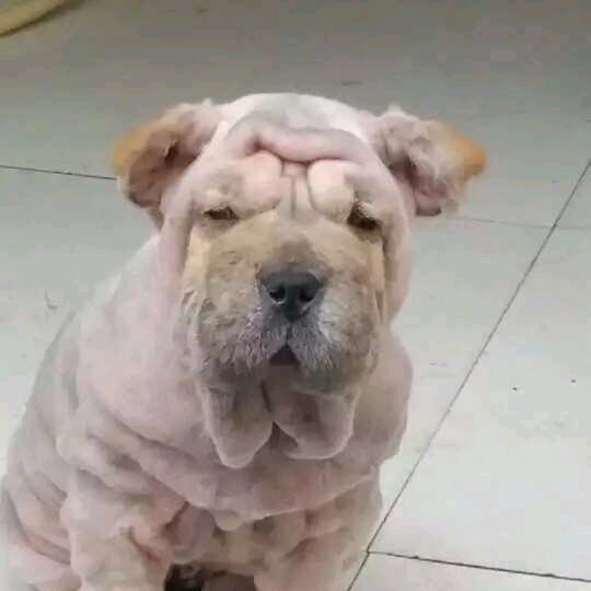 画五个姑娘陪着我