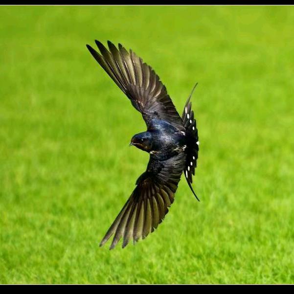 🌈快乐小燕子🌈