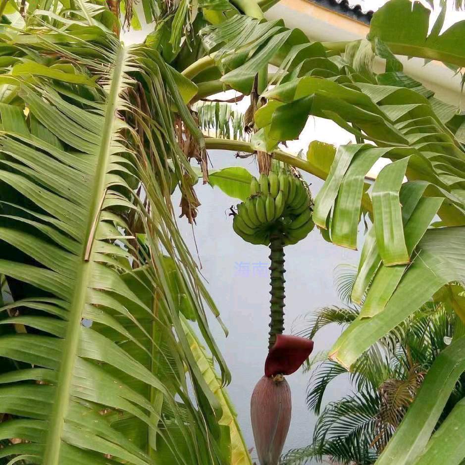 只为你在线
