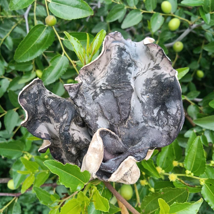 鲁山县明鲜农副产品销售部的小店