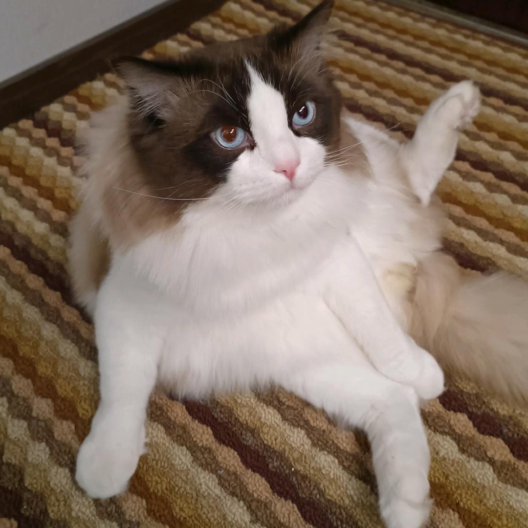 张上明猪