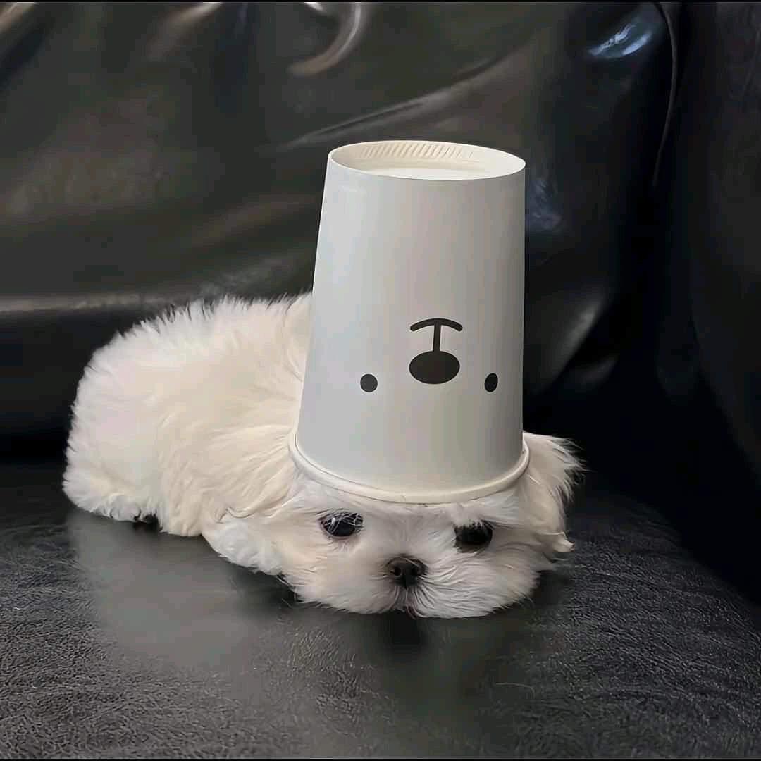 (ꐦÒ‸Ó)你个老六