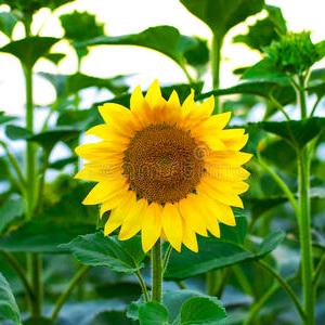 健康🌞快乐【智慧好物】