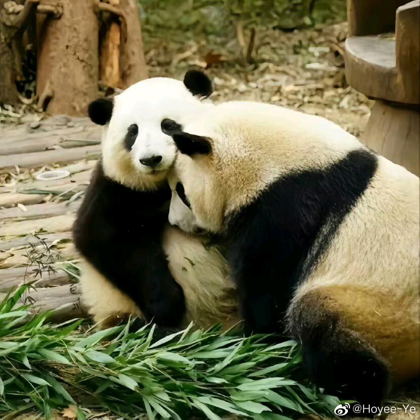 成小九成小八～🌸🍃～