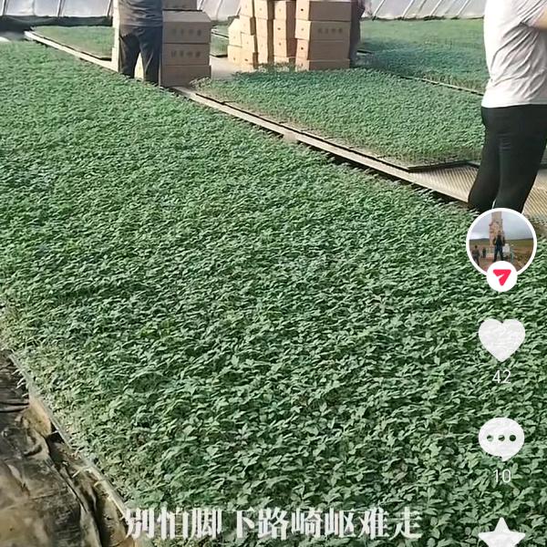 寿光市育苗基地