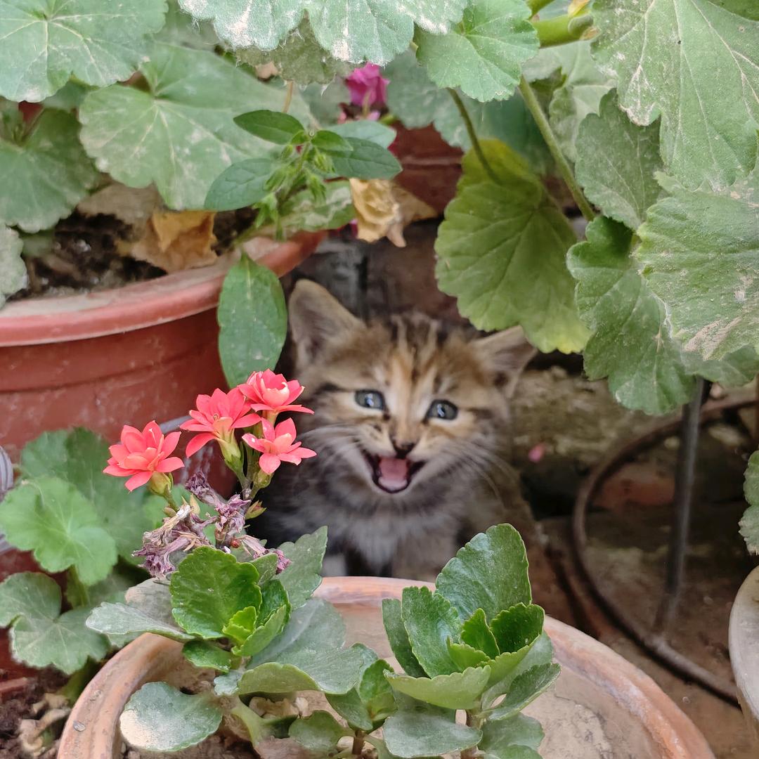 猫咪之家