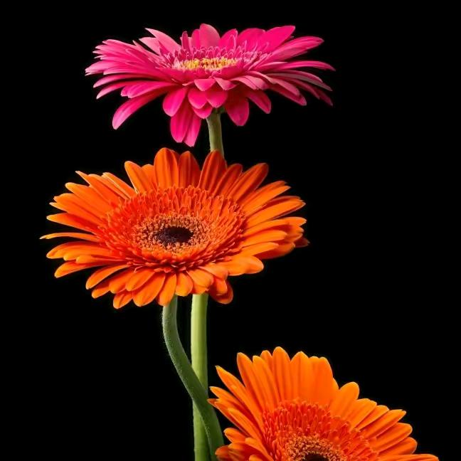 好人好梦🌺🌺🌺