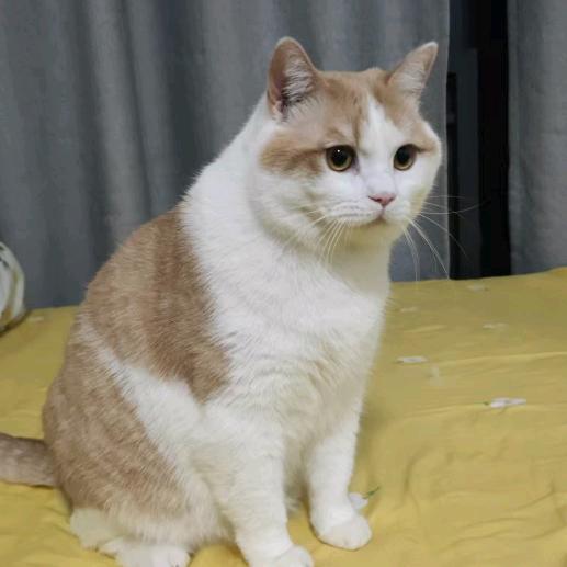 潇潇