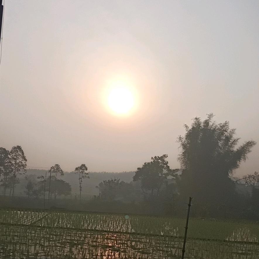 桐桐