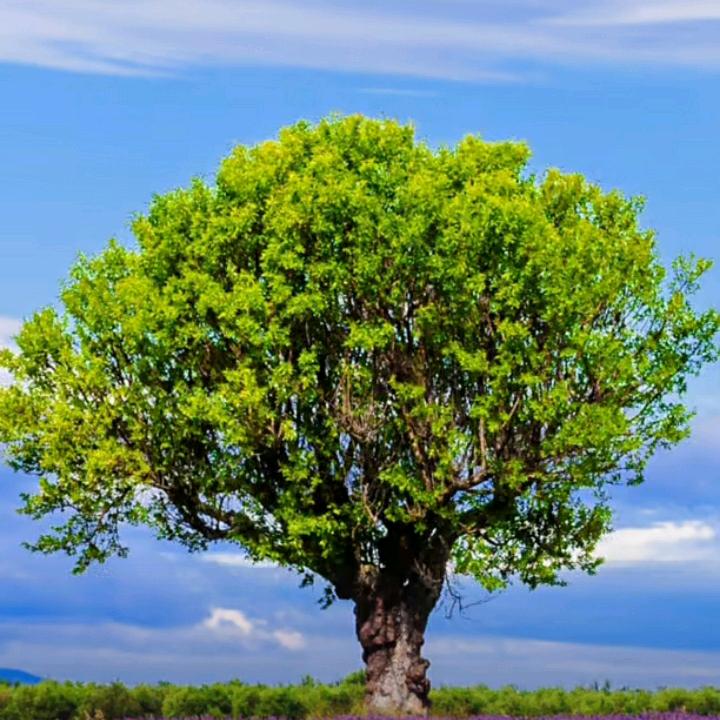 真爰永恒丹👍👫🌹🌹🌹🌹