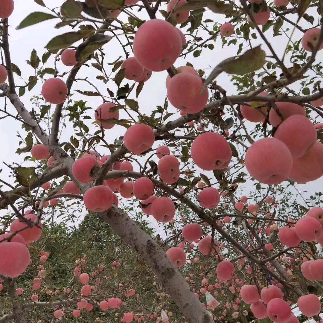 马搭母