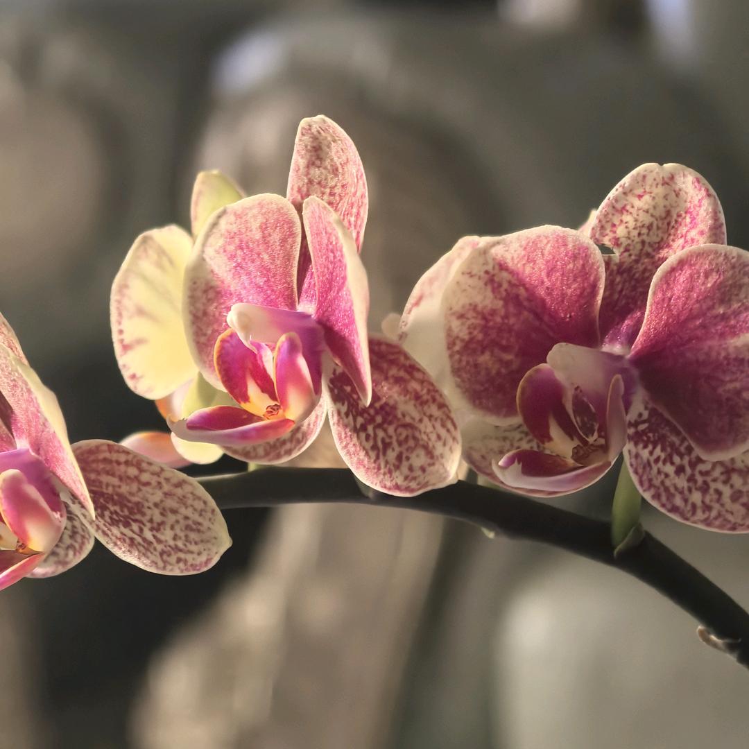 落花无声
