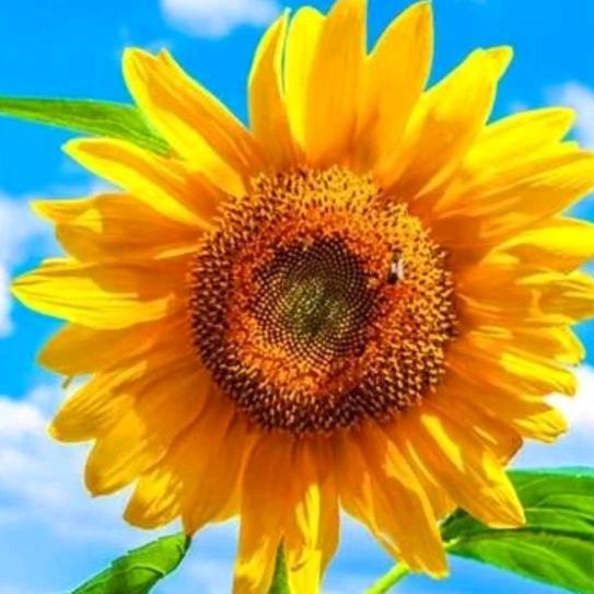 樊姐（奉节六号桥月康养老院）