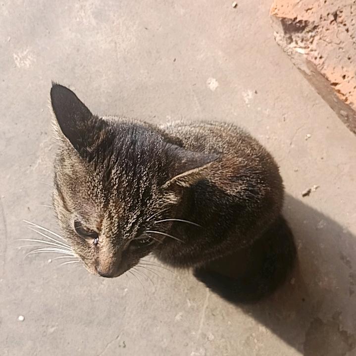 喜欢钓鱼的猫。