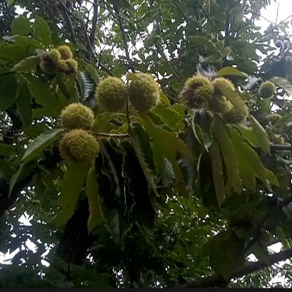小邹老树栗子