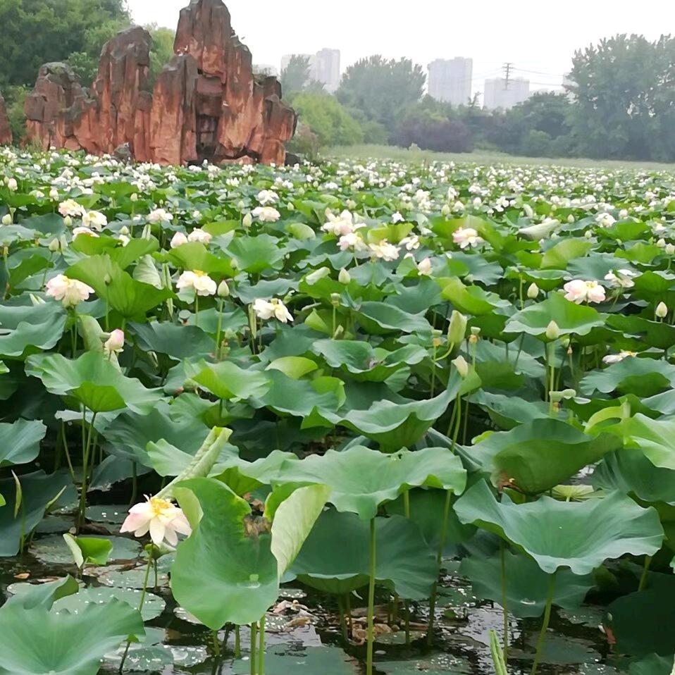 潘无名