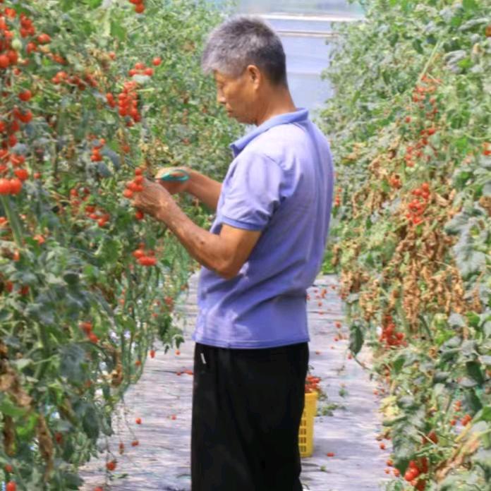 西红柿番茄技术员