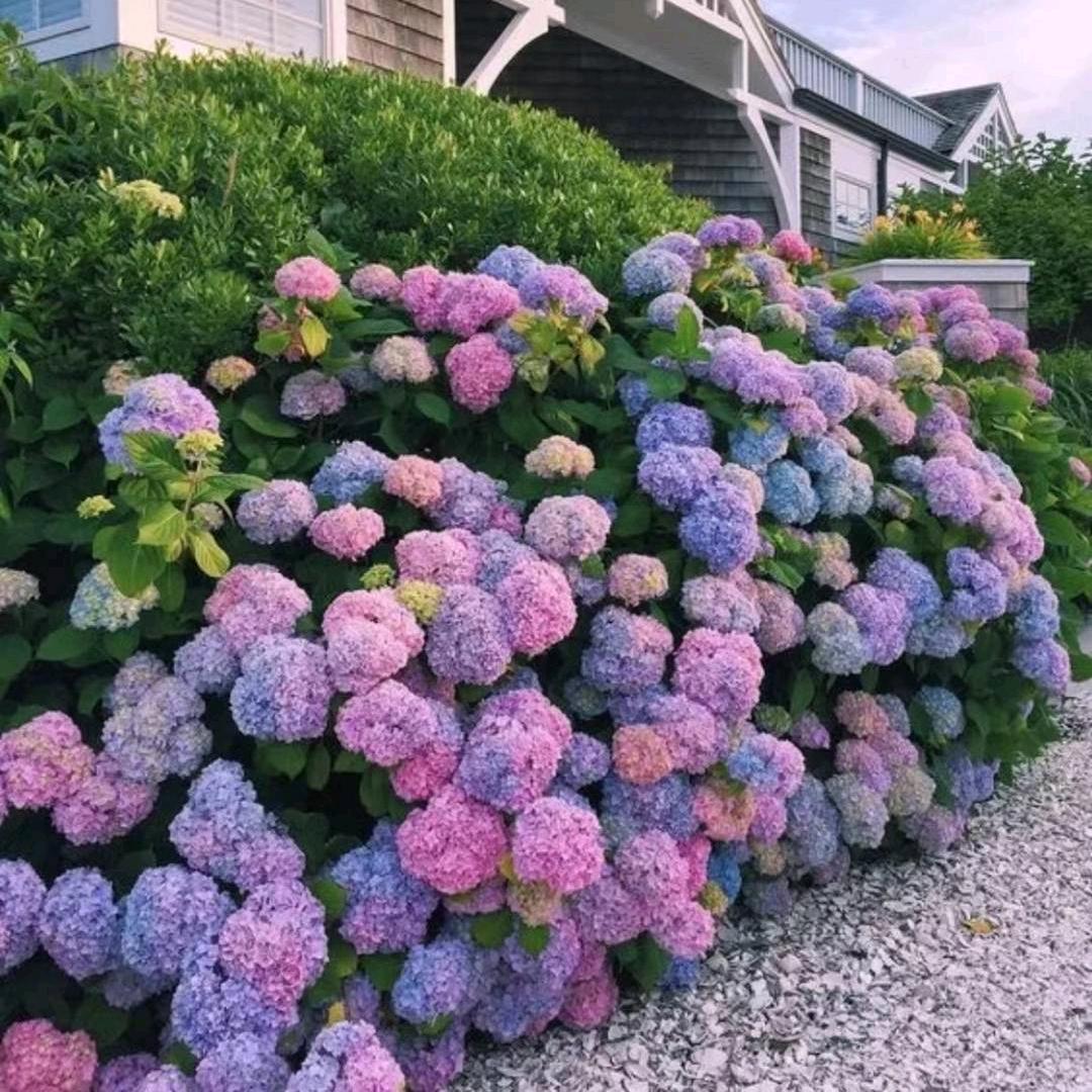 汝之蜜糖