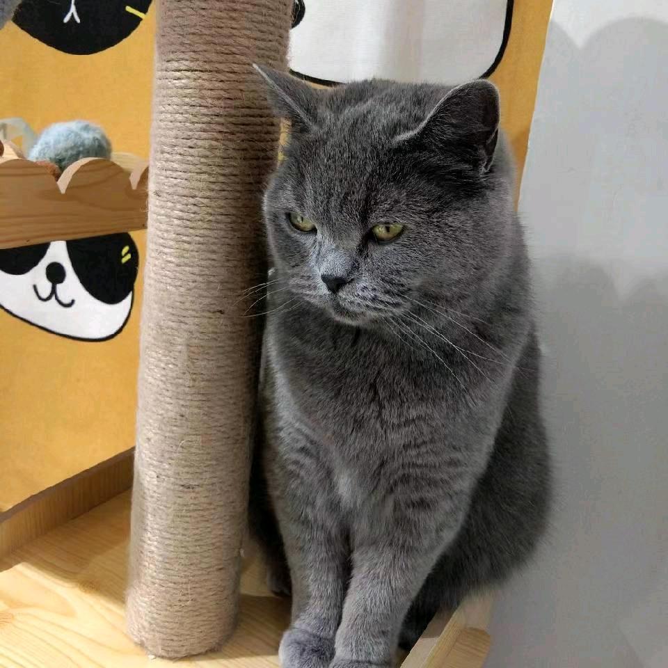 毛毛
