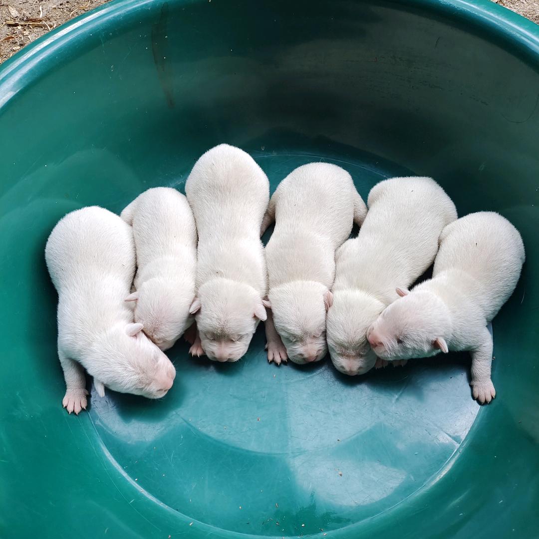 城步苗族(下司犬)